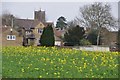 Odcombe : Oilseed Rape & Odcombe View