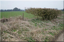 SU6046 : Lone section of hedge - Nutley Lane by Mr Ignavy