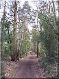SU8363 : Edgebarrow Woods, Crowthorne by Gareth James