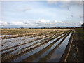 Stubble field near Carr House Farm