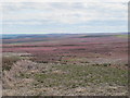 NY9453 : Panorama from Warlaw Pike (12: ESE - Blanchland Moor) by Mike Quinn