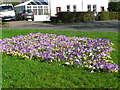 A beautiful display of crocus in Broughton