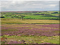 Embley Fell and rough pastures above Devil