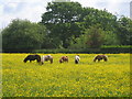 Buttercup heaven for Shetland ponies