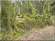 ST1008 : Moss covered back, Newcombe Common by Maigheach-gheal