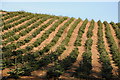 Rows of Norwegian spruce