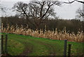 Maize stalks, Upper Garrington Farm