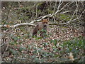 Fox in Otters Croft wood