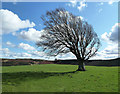 A wind-shaped tree near Straiton