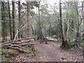 Woodland Path, Whitmoor Vale