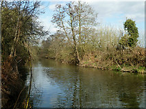 TQ0659 : Artificial cut on River Wey by Robin Webster