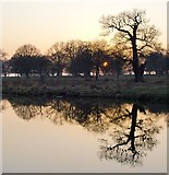 TQ1972 : Sunset at White Ash Pond, Richmond Park by Stefan Czapski