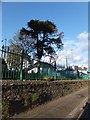 Monkey puzzle tree in Victoria Gardens