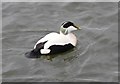 Male Eider (Somateria mollissima)