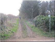 NZ1113 : Bridleway south from Wycliffe to Lanehead Lane by peter robinson