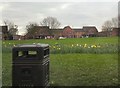 Hyde Road Daffodils