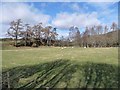 Shadows of trees at Cammock Lodge