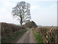 Rural lane with well trimmed hedges