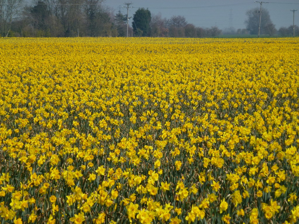 Thousands of daffodils in Lincolnshire © Richard Humphrey :: Geograph ...