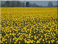 TF3518 : Thousands of daffodils in Lincolnshire by Richard Humphrey