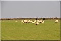 Mid Devon : Grassy Field & Sheep Grazing