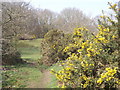 Gorse, Old Common