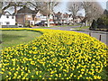 Daffodils, Kelvin Grove