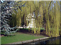 Weeping Willow beside the River Hiz, St Mary