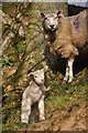 Mid Devon : Sheep Grazing