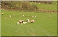 Mid Devon : Grassy Field & Sheep Grazing