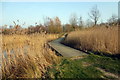 Causeway through the rushes