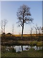 Pond at Bransland Wood: view north