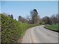 Magnificent thorn hedge