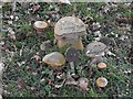 Green burial ground, Cefnbryntalch