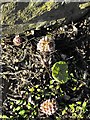 Butterbur flowers by Llandyssil bridge