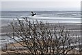 SJ2383 : Crow in flight, Thurstaston Beach by El Pollock