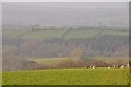 Mid Devon : Grassy Hillsides