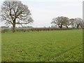 SJ6082 : Hedgerow oaks by M J Richardson