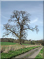 Oak tree and track north of Six Ashes, Staffordshire