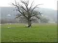 Stag-headed oak near Cynwyd