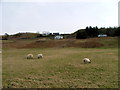 NG3963 : Sheep grazing at South Cuil by Dave Fergusson