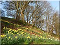 A woodland bank of daffodils in Drumnadrochit