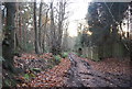 Footpath, Robingate Wood