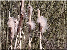 TQ1263 : Frothy Bulrush Heads by Colin Smith