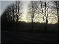 Trees along the Ightham Bypass