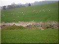 Ewes and lambs north of Llandyssil