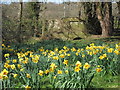 Daffodils by Limekiln Farm track