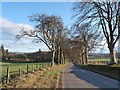 Tree-lined road at Dykehead