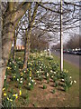 Mixed daffodils, Amberley Road