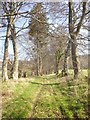 NH5343 : Path through the trees, near Ballindoun by Craig Wallace
